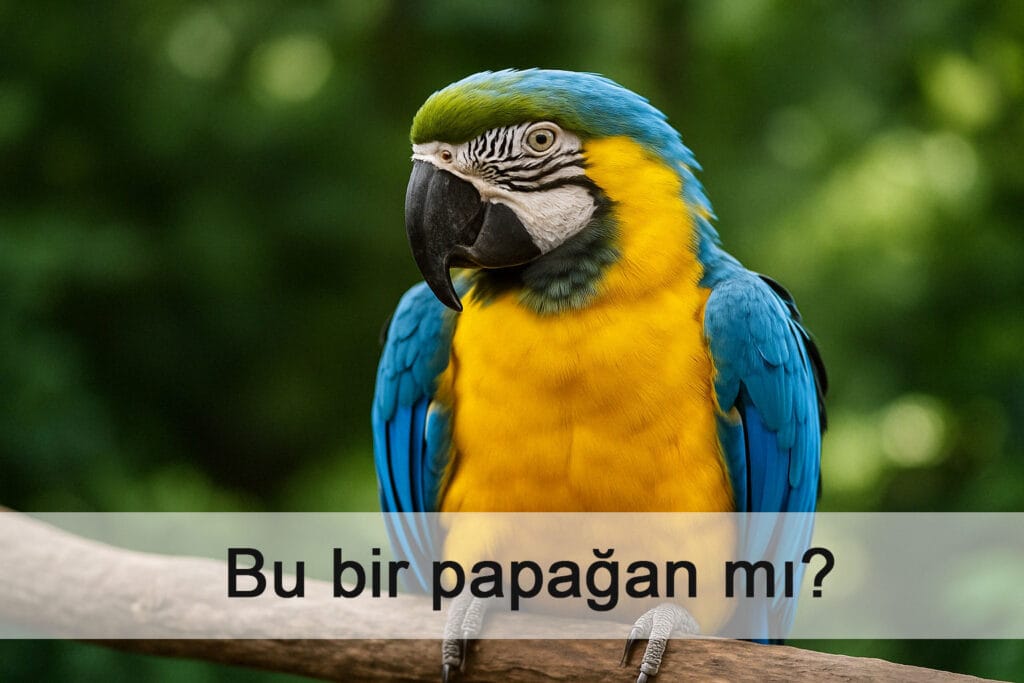 Bu bir papağan mı?