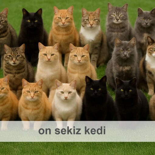 on sekiz kedi
